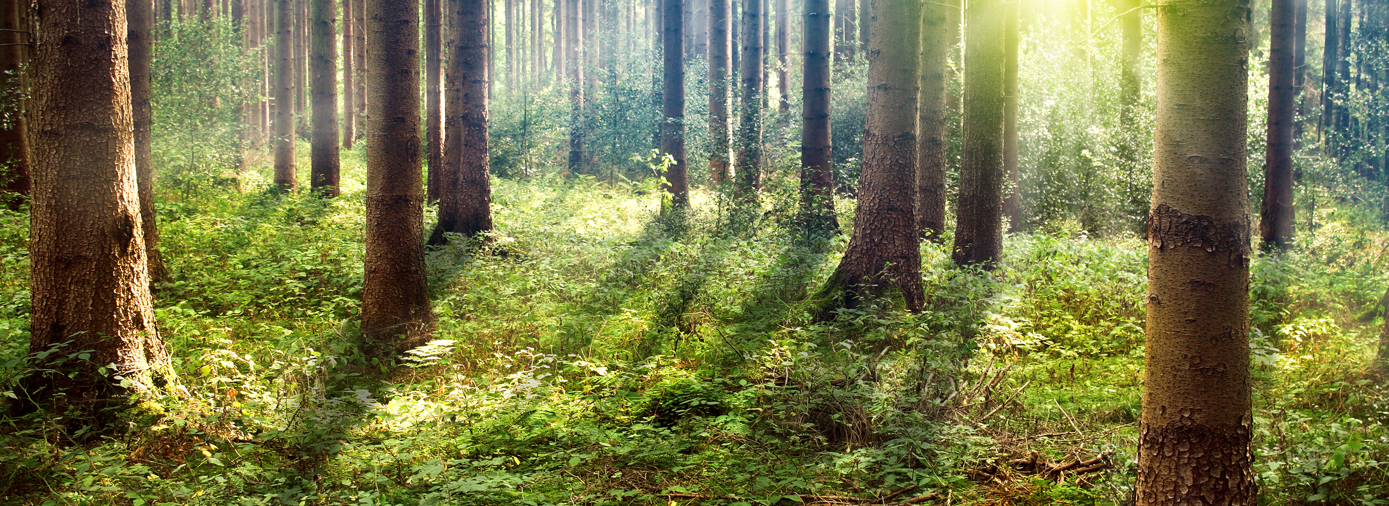 rot-header